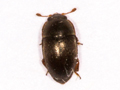 Meligethes matronalis